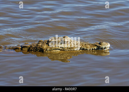 Le crocodile du Nil (Crocodylus niloticus) dans l'eau, barrage au coucher du soleil, Parc National Kruger, Mpumalanga, Afrique du Sud Banque D'Images