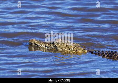 Le crocodile du Nil (Crocodylus niloticus) dans l'eau, barrage au coucher du soleil, Parc National Kruger, Mpumalanga, Afrique du Sud Banque D'Images