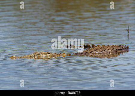 Le crocodile du Nil (Crocodylus niloticus) dans l'eau, barrage au coucher du soleil, Parc National Kruger, Mpumalanga, Afrique du Sud Banque D'Images