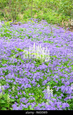 Creeping Phlox à Woods, Longwood Gardens, Kennett Square, New York, USA Banque D'Images