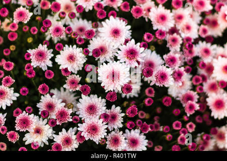 Un lit de chrysanthème (Chrysanthemum indicum) vu de dessus crée un motif abstrait Banque D'Images