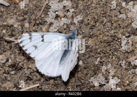 Pontia sisymbrii printemps blanc, mâle, de flaques de boue Banque D'Images