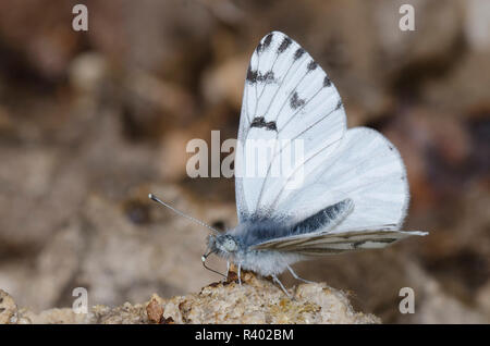 Pontia sisymbrii printemps blanc, mâle, de flaques de boue Banque D'Images