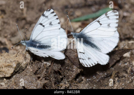 Pontia sisymbrii blancs au printemps, les mâles, de flaques de boue Banque D'Images