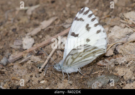 Pontia sisymbrii printemps blanc, mâle, de flaques de boue Banque D'Images