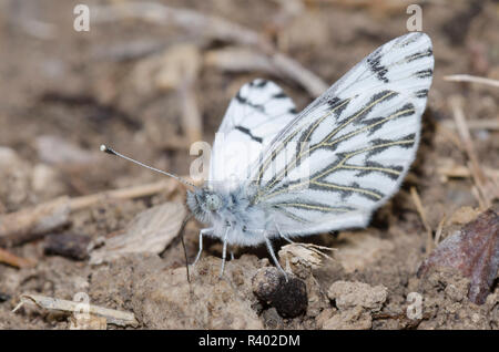 Pontia sisymbrii printemps blanc, mâle, de flaques de boue Banque D'Images