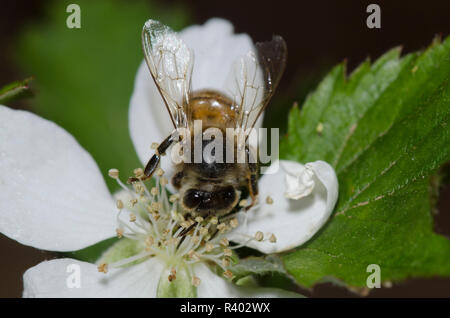 Abeille, Apis mellifera, sur blackberry, Rubus sp., blossom Banque D'Images