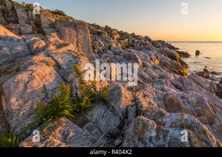 Houghton fleurit sur les rochers au large de l'anse de l'île, dans le Maine. Appledore Îles de hauts-fonds. Banque D'Images