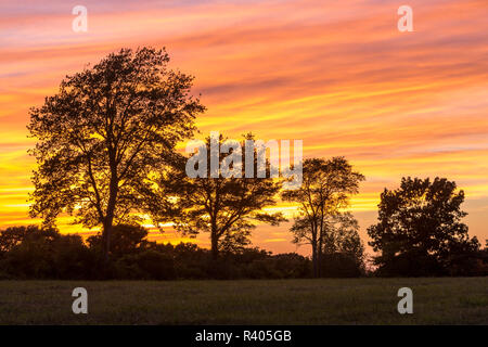 Arbres au crépuscule sur Sagamore Hill à Hamilton, Massachusetts. Banque D'Images