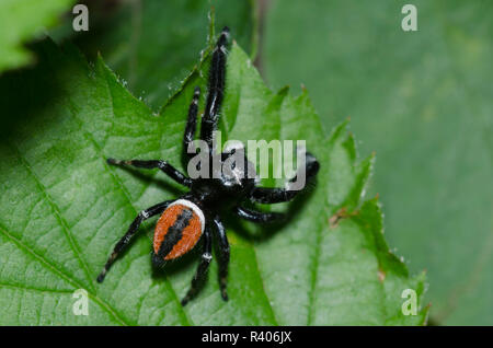 De la famille des Gradungulidae, Phidippus clarus, homme Banque D'Images