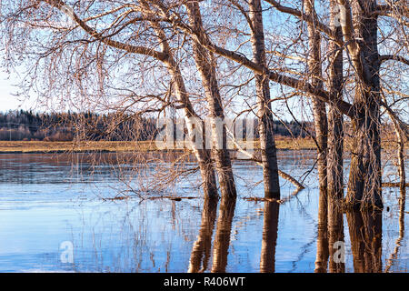 Printemps de l'eau de la rivière est sortie de la rive et inondé les arbres qui se reflètent dans l'eau Banque D'Images