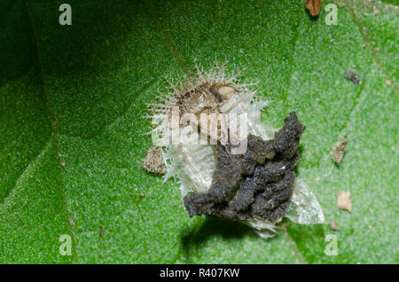 Coléoptère Tortue claviformes, Plagiometriona clavata, larve avec bouclier fécale Banque D'Images