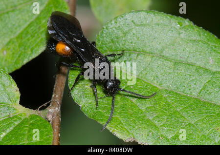 Ant de velours, Dasymutilla sp., homme Banque D'Images