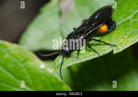 Ant de velours, Dasymutilla sp., homme Banque D'Images