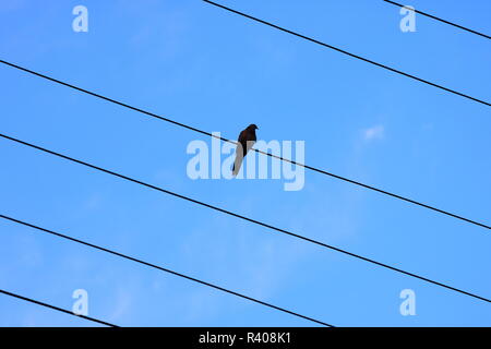 Au début matin brumeux un oiseau se trouve sur la ligne d'alimentation Banque D'Images