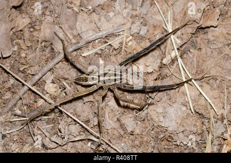 Araignée-loup enragé, Rabidosa rabida, homme avec jambes manquantes Banque D'Images