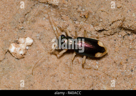 Tiger Beetle métallique Caroline, Caroline Caroline Tetracha Banque D'Images