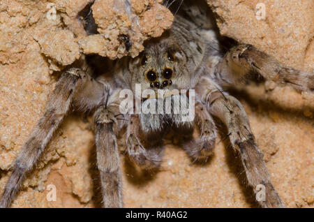 Wolf Spider, Arctosa littoralis, au terrier Banque D'Images