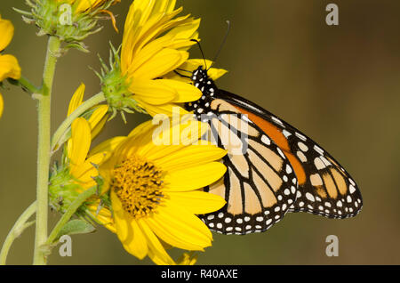 Monarque, Danaus plexippus, sur Maximilian tournesol, Helianthus maximiliani Banque D'Images