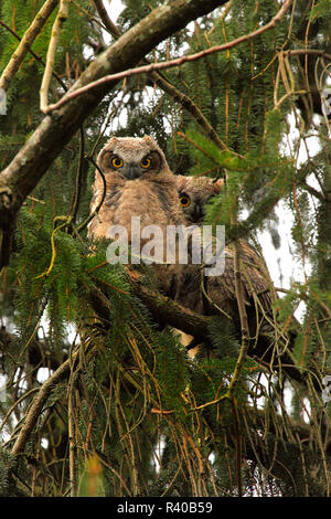 USA (Oregon, Portland. Le Grand-duc owlets en arbre. En tant que crédit : Steve Terrill / Jaynes Gallery / DanitaDelimont.com Banque D'Images