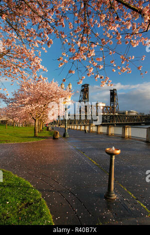 USA (Oregon, Portland. La floraison des cerisiers le long de la rivière Willamette. En tant que crédit : Steve Terrill / Jaynes Gallery / DanitaDelimont.com Banque D'Images