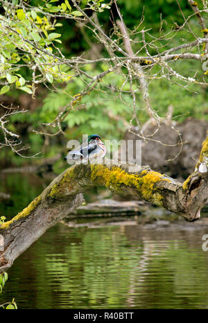 USA (Oregon, Portland. Canard en bois sur l'arbre en Crystal Springs Rhododendron Gardens. En tant que crédit : Steve Terrill / Jaynes Gallery / DanitaDelimont.com Banque D'Images