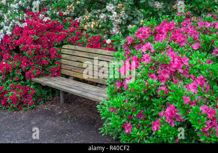 USA (Oregon, Portland, Crystal Springs, le jardin des rhododendrons Rhododendrons et azalées en fleurs aux côtés de banc de parc. Banque D'Images