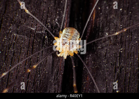 Daddy longlegs Banque D'Images