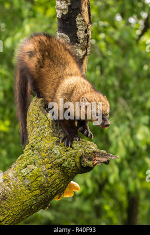 USA (Minnesota), la faune du Minnesota Connexion. Fisher en captivité en arbre. Banque D'Images