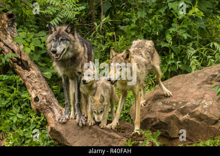 USA (Minnesota), la faune du Minnesota Connexion. Loup gris en captivité d'adultes et petits. Banque D'Images