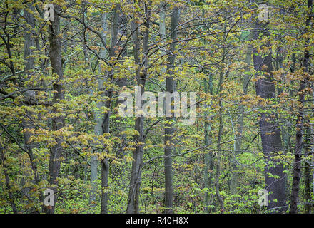 USA, l'État de New York. Forêt de printemps, Wellesley Island State Park. Banque D'Images