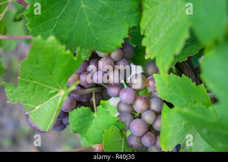 Raisins sur la vigne, la vigne de Anyela, Skaneateles, New York, USA Banque D'Images