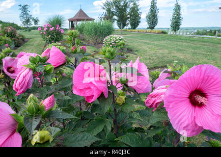 Au jardin Anyela'S Vineyard, Skaneateles, New York, USA Banque D'Images