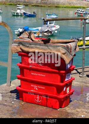 Seagull se nourrissant de caisses d'appâts de pêche dans le port de St Ives, Cornwall, Angleterre, Royaume-Uni Banque D'Images