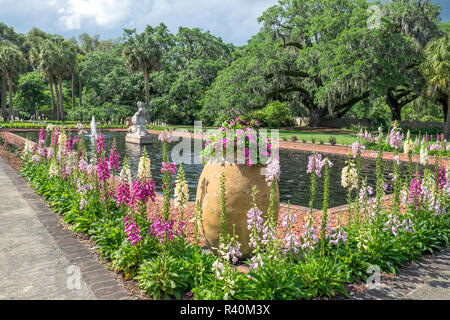 Jardin, Palmetto de Brookgreen Gardens, Murrells Inlet, en Caroline du Sud, USA Banque D'Images