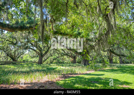 Live Oak Allee, Brookgreen Gardens, Murrells Inlet, en Caroline du Sud, USA Banque D'Images