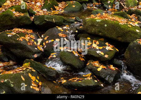 Le ruisseau serpente à travers de minuscules rochers éparpillés avec les feuilles d'automne dans la région de Great Smoky Mountains National Park, Texas Banque D'Images