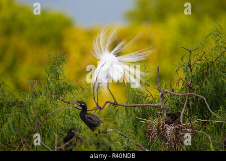 Grande Aigrette (Ardea alba) des profils Afficher Banque D'Images