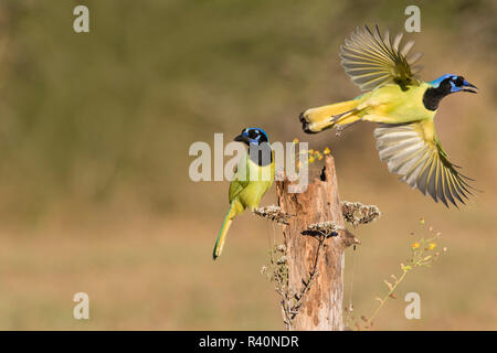 Cyanocorax Yncas vert Jay (adultes) Banque D'Images