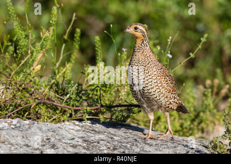 Colin de Virginie (Colinus virgianus) alimentation femelle Banque D'Images