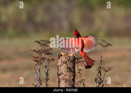 Cardinal rouge (Cardinalis cardinalis) mâle landing Banque D'Images