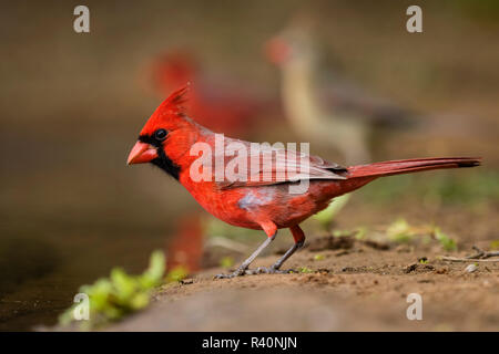 Cardinal rouge (Cardinalis cardinalis) homme de boire Banque D'Images