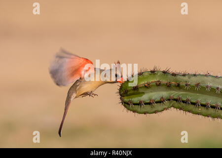 Cardinal rouge (Cardinalis cardinalis) femelle sur le beurre d'arachide sur cactus Banque D'Images