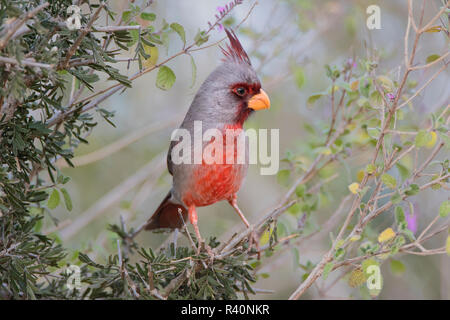 Pyrrhuloxia (Cardinalis sinuatus) hommes perchés dans bush Banque D'Images