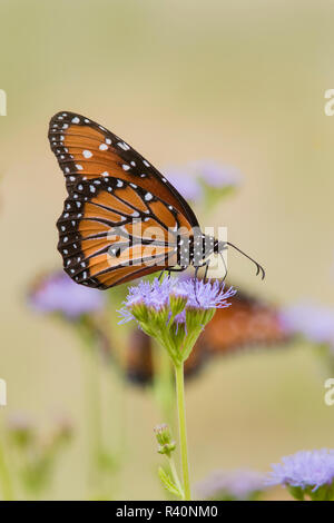 Reine (Danaus gilippus) alimentation papillon à mistflower Banque D'Images