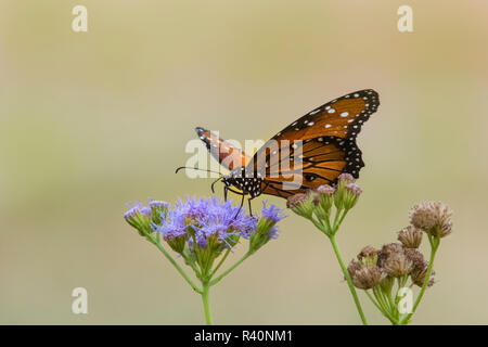 Reine (Danaus gilippus) alimentation papillon à mistflower Banque D'Images