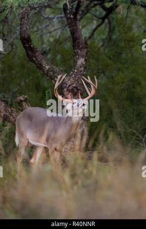 Le cerf de Virginie (Odocoileus virginianus) odeur buck doe Banque D'Images