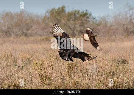 Urubu noir et caracara huppé landing dans les prairies Banque D'Images