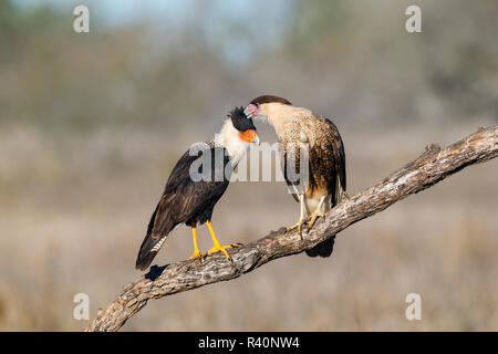 Crested Caracara cheriway Caracaras (adultes et juvéniles) et de toilettage toilettage Banque D'Images