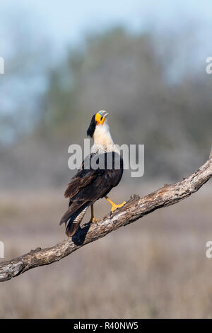 Crested Caracara cheriway Caracaras (adultes et juvéniles) de lissage Banque D'Images